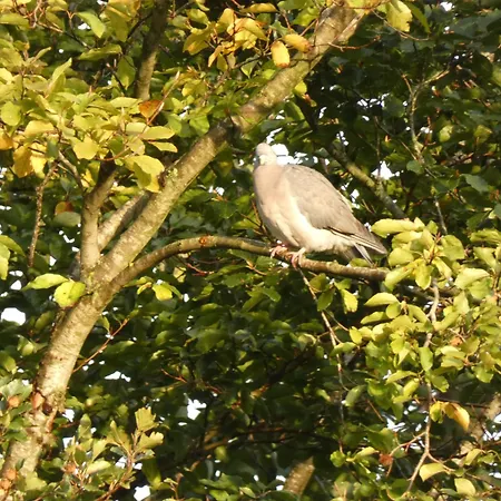 Veluwepark Reewold #chalet Buizerd# Tussen Het Bosrijke En Garderen Putten