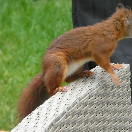 Veluwepark Reewold #chalet Buizerd# Tussen Het Bosrijke En Garderen Putten