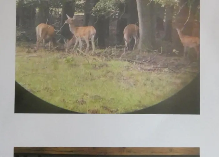 Chalet Veluwepark Reewold #chalet Buizerd# Tussen Het Bosrijke En Garderen