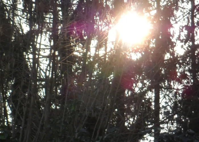 Veluwepark Reewold #chalet Buizerd# Tussen Het Bosrijke En Garderen Chalet