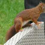 Veluwepark Reewold #chalet Buizerd# Tussen Het Bosrijke En Garderen Putten