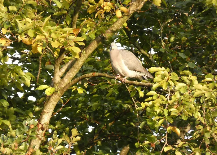 Veluwepark Reewold #chalet Buizerd# Tussen Het Bosrijke En Garderen 푸텐